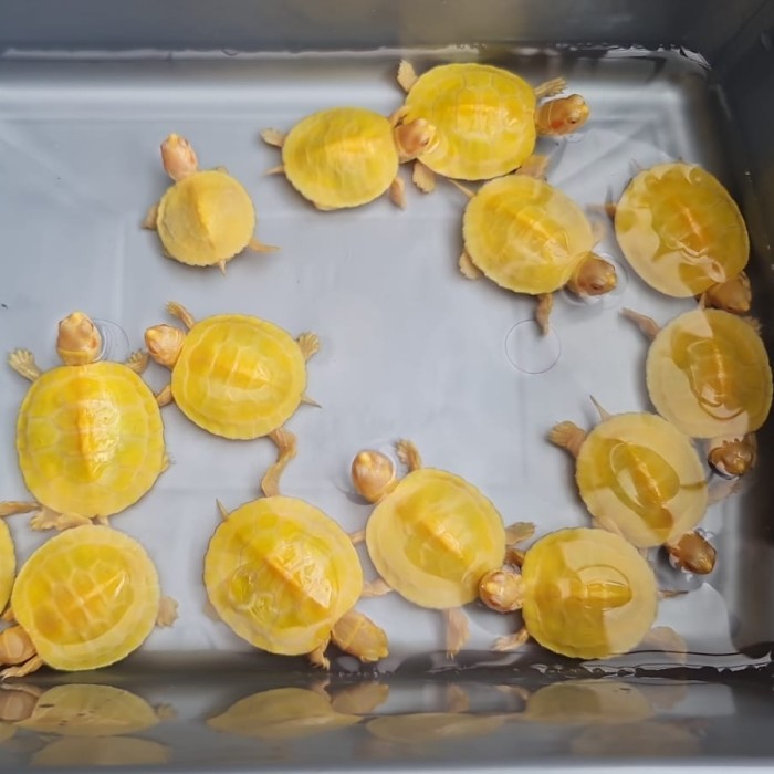 SALE -Kura Kura Res Albino 4 - 7 cm - 3 cm - 4 cm