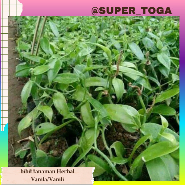 Promo BIBIT VANILI KUALITAS UNGGUL // VANILI SUPER // bibit VANILLA TANAMAN VANILI