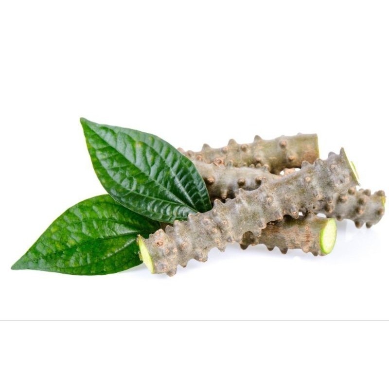 Batrawali Brotowali Sapih Asi Segar Bebas Pestisida