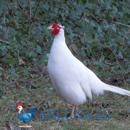 

FERTIL TELUR AYAM hias ringneck white pheasant untuk ditetaskan