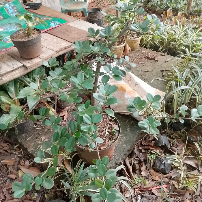 Pohon Bonsai Beringin Korea Dolar