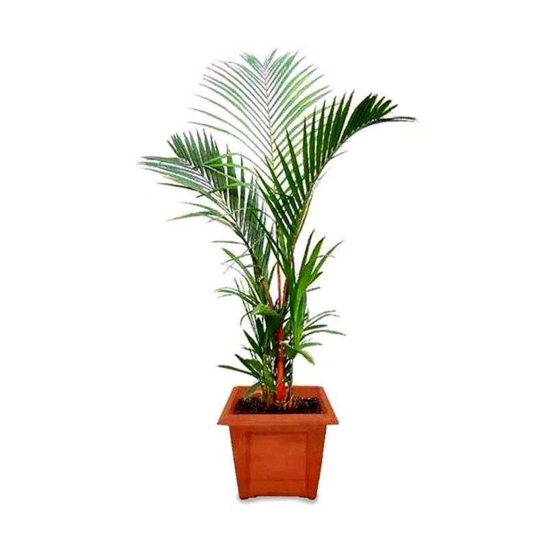 Tanaman Hidup Indoor Palem Pinang Merah 1 Meter - Tanaman Hias Pohon Palem Merah - 50 cm