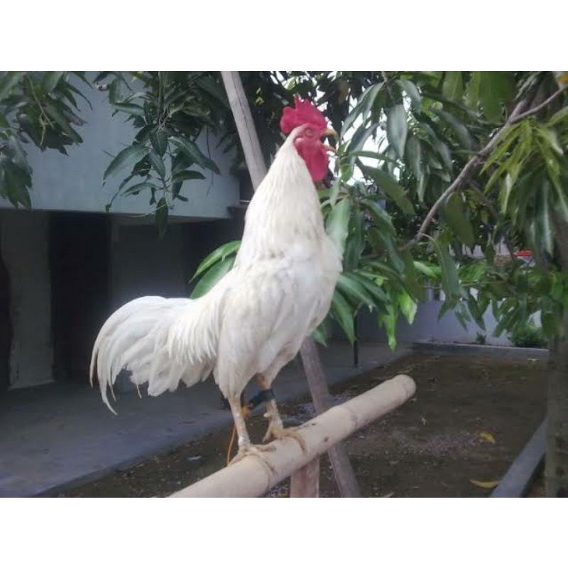 

Fertil TELUR AYAM KETAWA DANGDUT GRETEK SLOW UNTUK DI TETASKAN