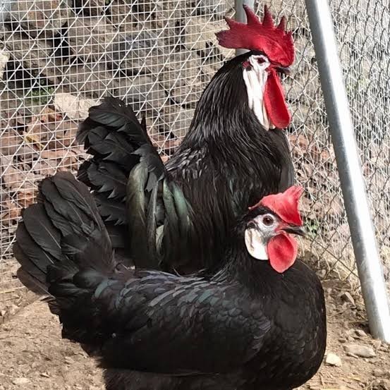 

Fertil Telur ayam white face spanish / telur ayam hias fertil siap cod
