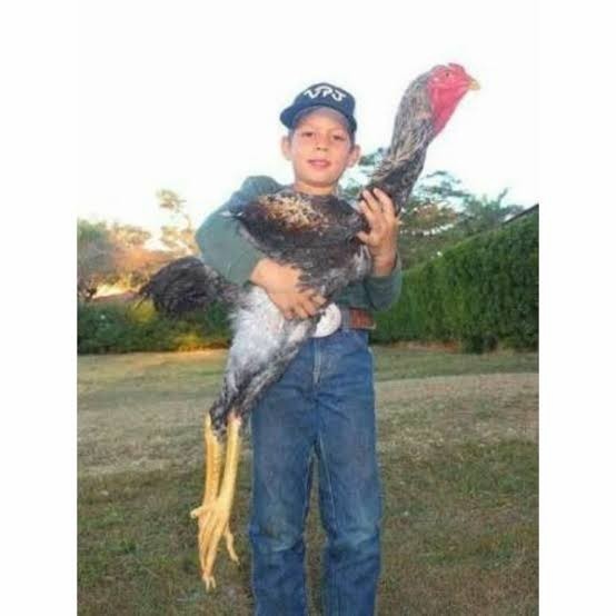 

Fertil Telur ayam gorila / gorilla jumbo fertil asli siap ditetaskan