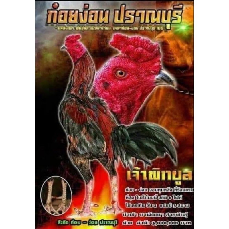 

Fertil Telur fertil ayam pakhoy trah pitt bull / COD