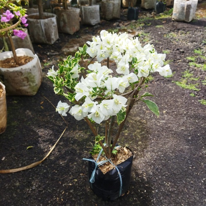 Diskon: tanaman bunga bugenvil varigata putih