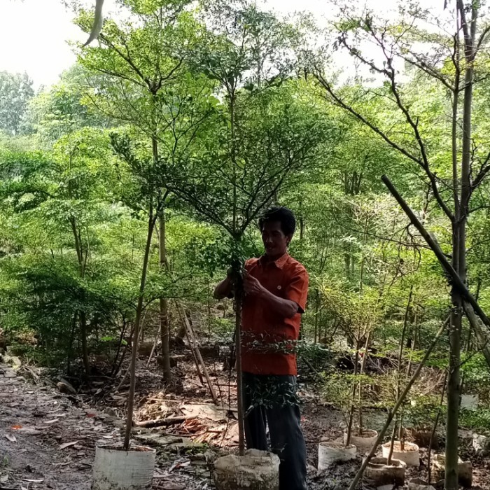 Pohon Ketapang kencana tinggi pohon 2 meter