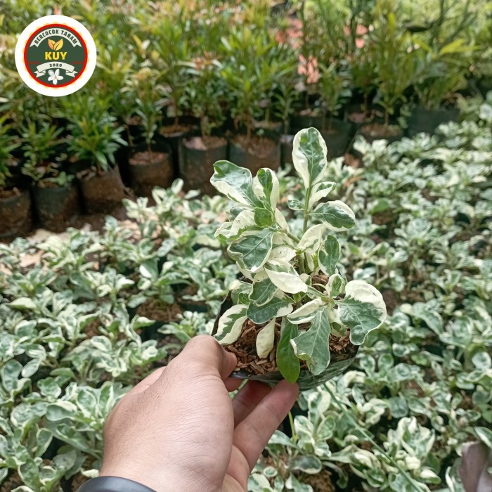 Krokot Putih Tanaman Hias Krokot Putih Kerokot Putih