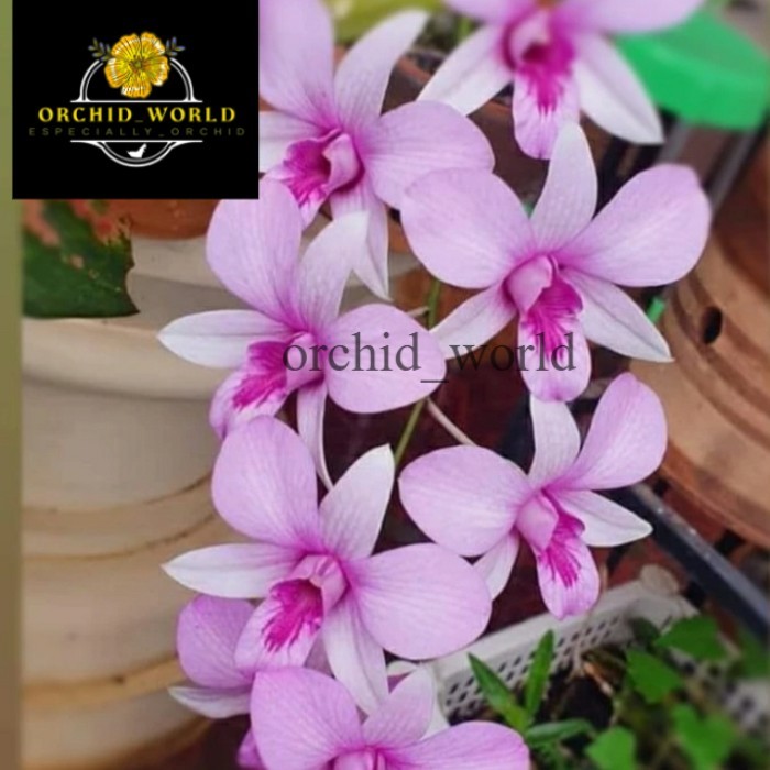 Tanaman hias anggrek dendrobium mentangai _ sp kalimantan