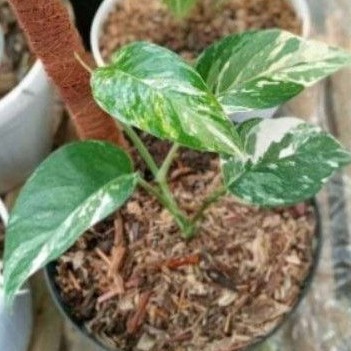 PROMO Monstera Epipremnum Varigata Albo