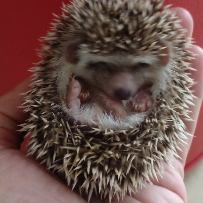 SALE -pinto, paper, albino, apricot landak mini