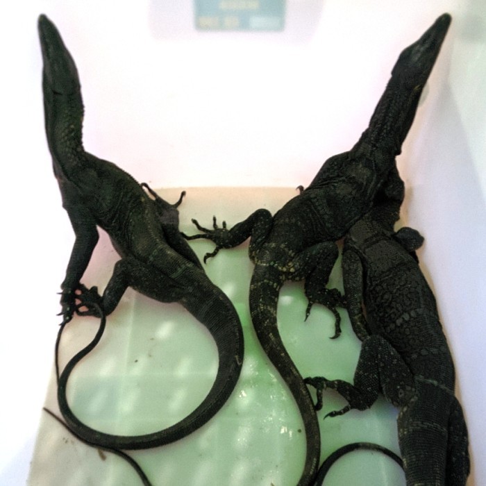 SALE -varanus rudicollis adult grade b minus tipis