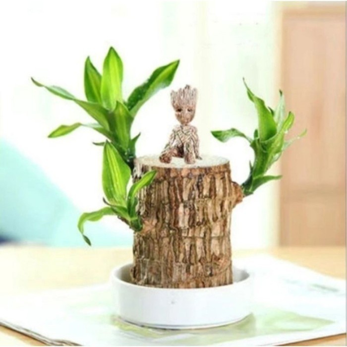 

Hanjuang Bonsai Daun Hijau per batang (Dracaena Fragrance: Brazilian wood) Indoor t=15cm d=6cm FH
