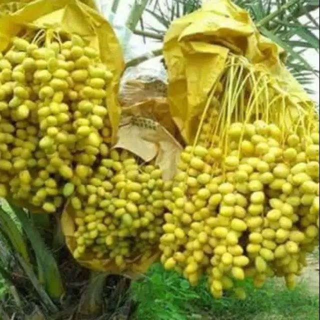 Bibit Kurma Muda Tropis Indonesia JURAGAN BIBIT