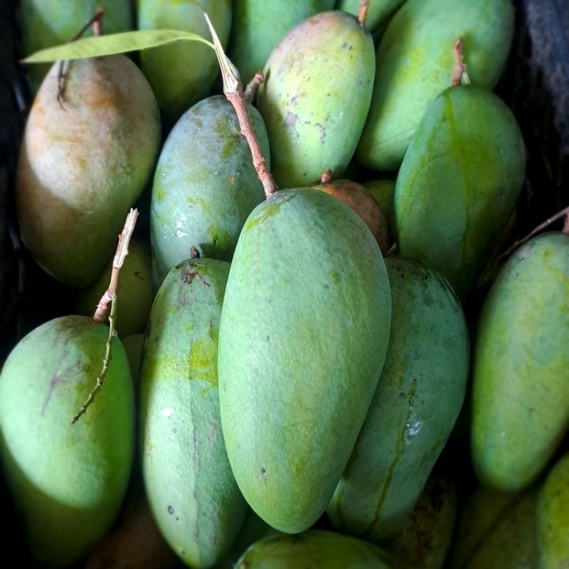 

TEBUS AMBYAR Buah Mangga Kiojay 2kg TERLARIS