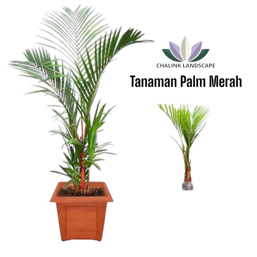 Tanaman PalemMerah / Palm Merah / Pohon Palem / Tanaman Indoor / Tanaman Outdoor / Tanaman Pot