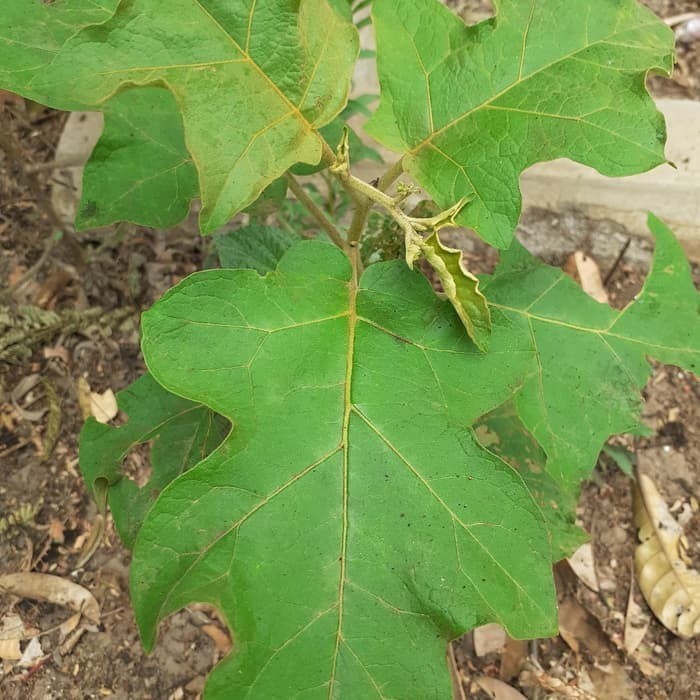 

Daun takokak segar - 250gr