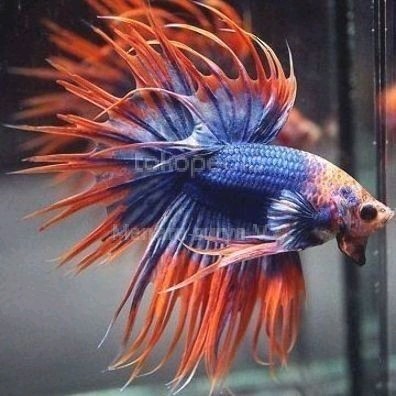 ikan cupang crowntail warna random