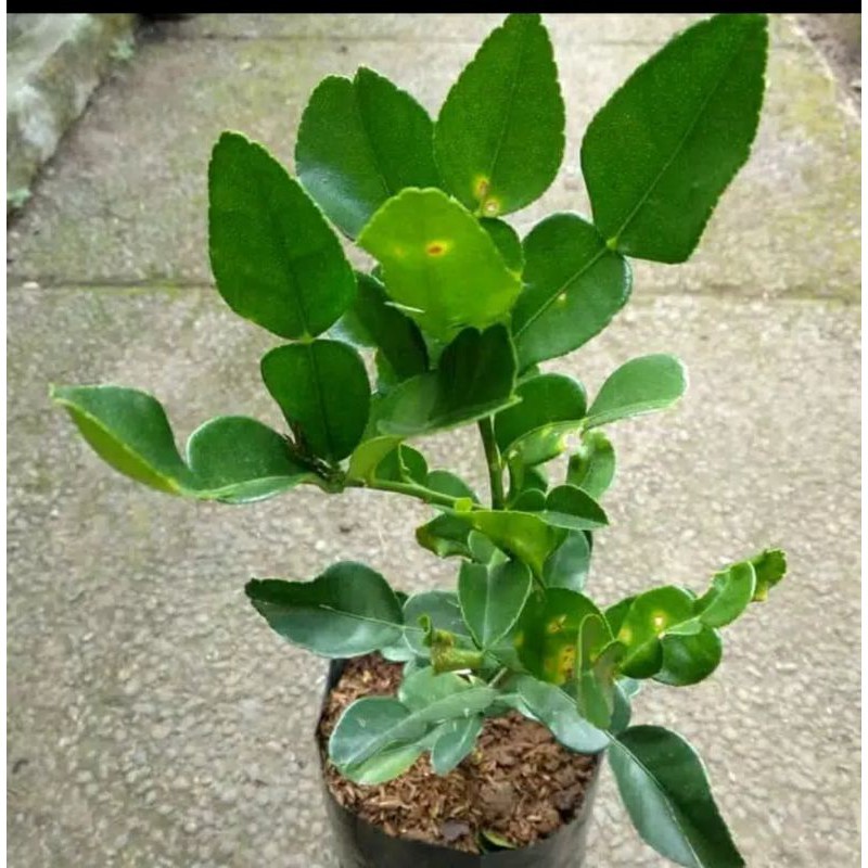 bibit jeruk purut rimbun tinggi 70.80