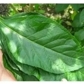 

Daun Aprika segar 250 gram. di petik saat orderan masuk