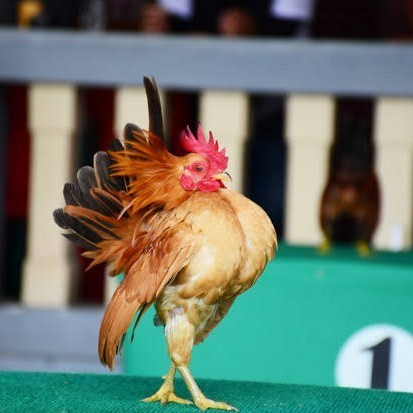 

Fertil Telur ayam serama kate lokal telur ayam hias telur fertil siap tetas