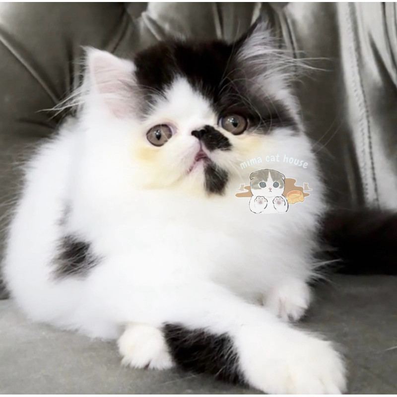 Kucing Persian Peaknose Pure