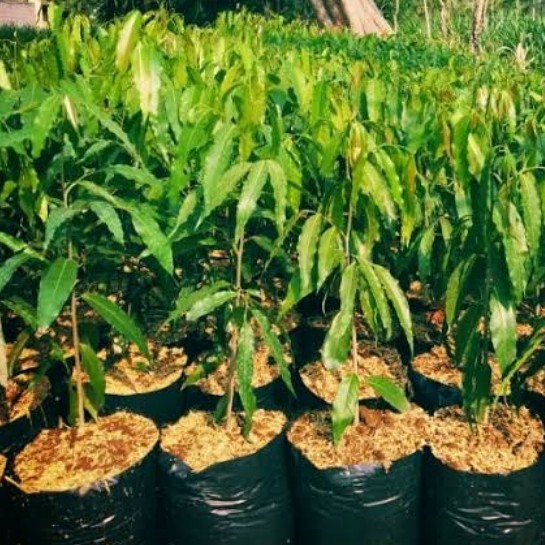 pohon glodokan tiang