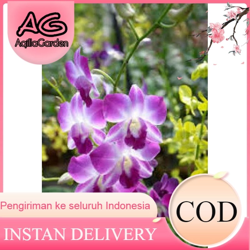 anggrek dendrobium bunga ungu