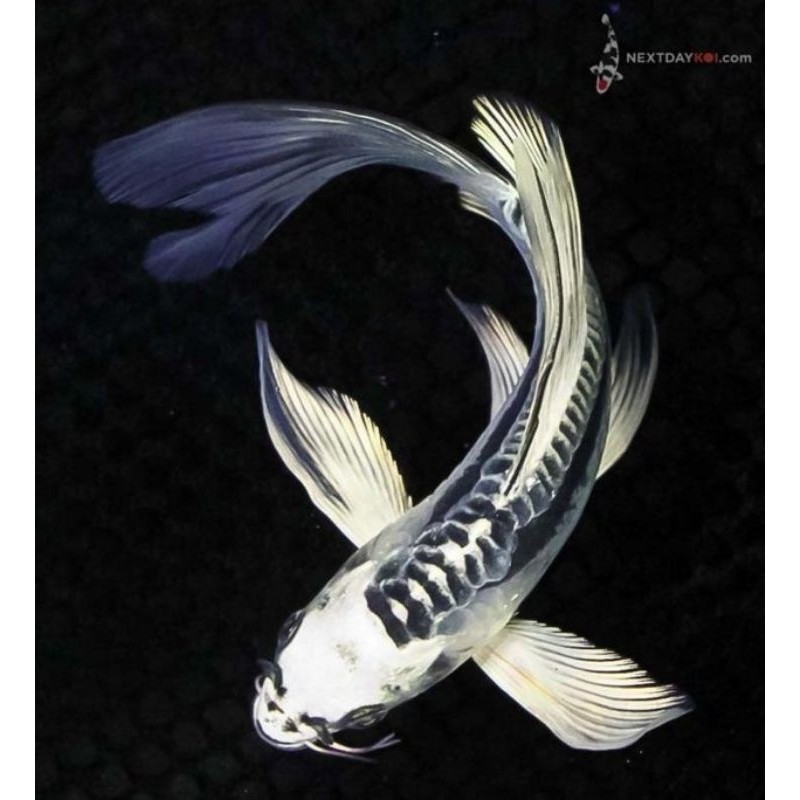 Koi Metalik Slayer Sisik Naga Size 8-10 CM Aquatic