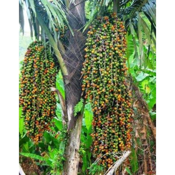 

JUAL AKAR POHON AREN 500 Gram