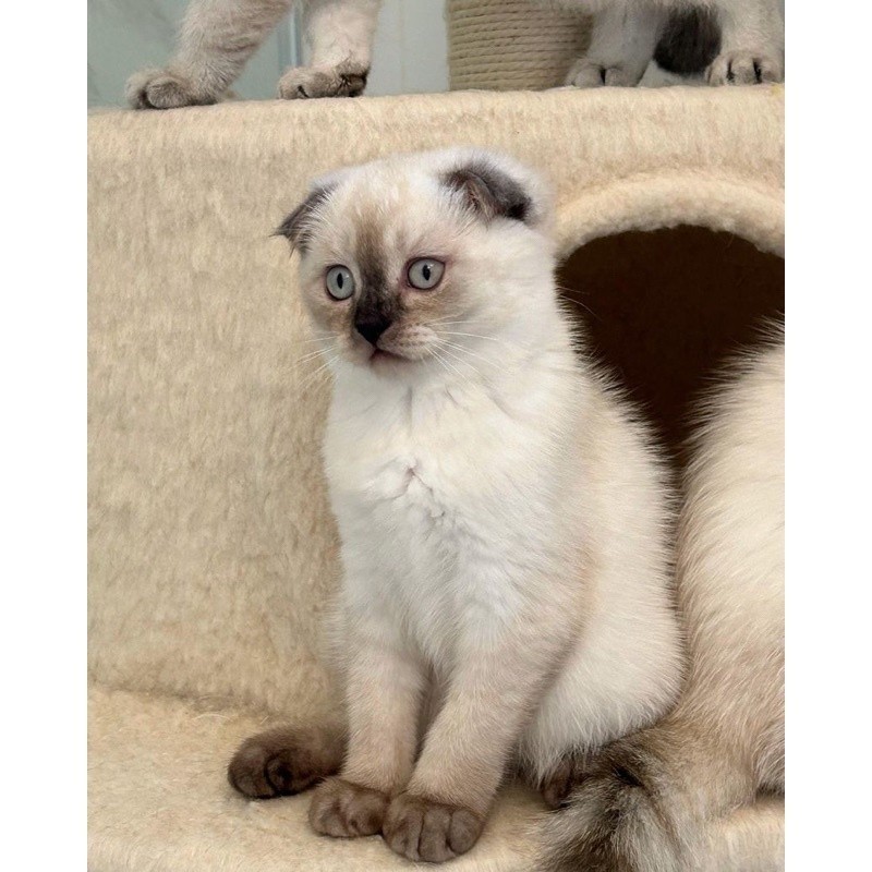 kucing scottish fold scotish straight anabul kuping tertutup british short hair ragdoll midoll himal