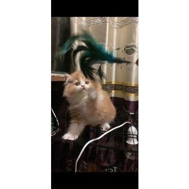 kucing persia Flatnose