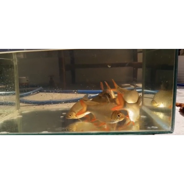 Kaviat Green 14-15cm / kaviat Ijo 14-15cm