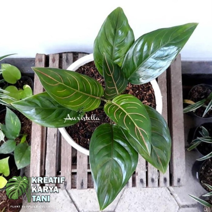 ( PROMO ) Tanaman aglonema rotundum tiger - Aglonema rotundum tiger