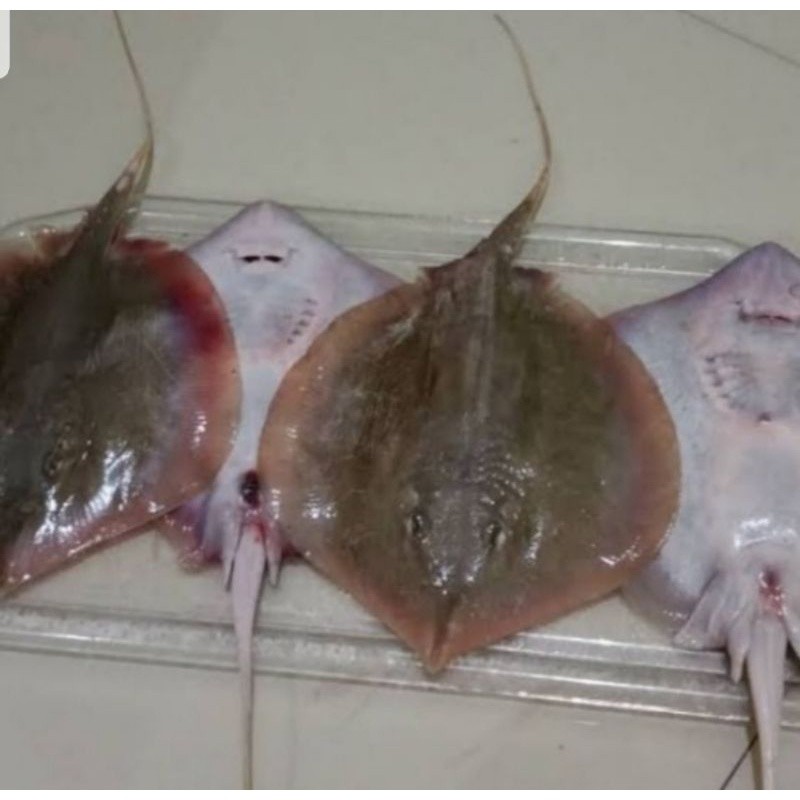 

Ikan Pari 1kg – Ikan Laut Sehat, Kaya Gizi