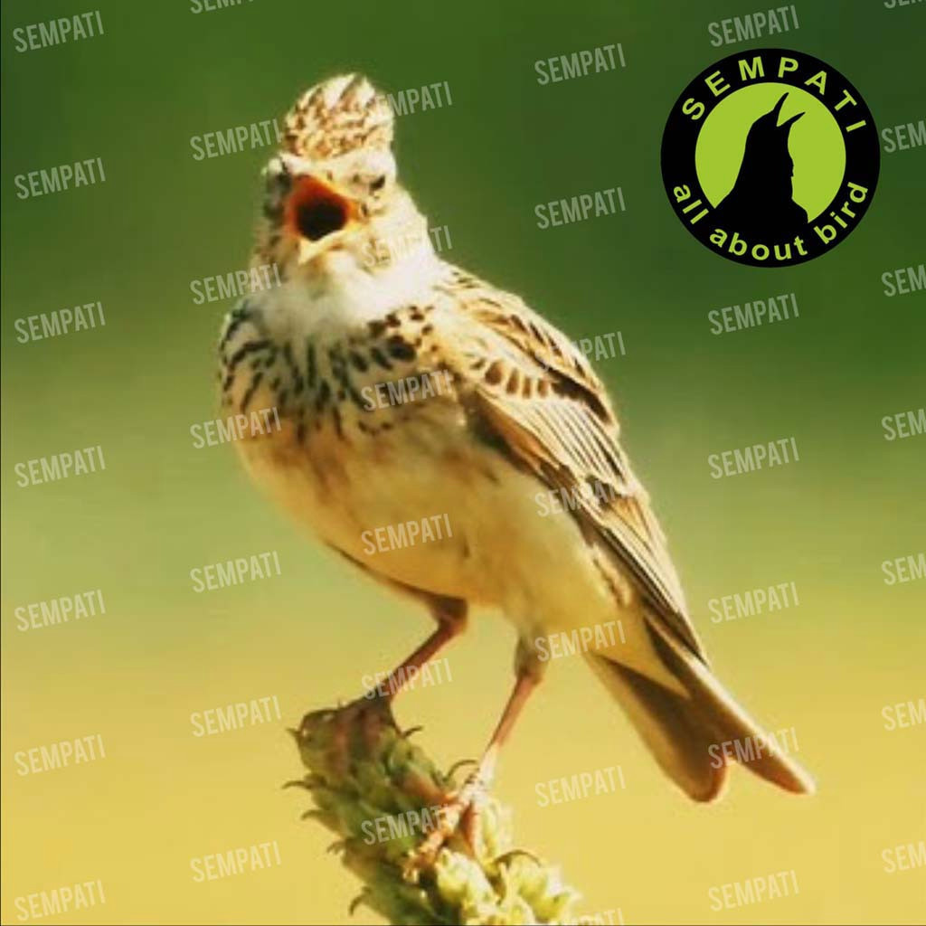 RK SEMPATI Pakan Branjangan Lark Premium IDH Diamond Seeds Pakan Khusus Burung Branjangan Voer Pur