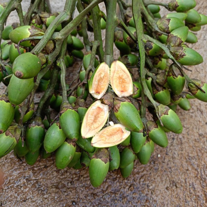 

STAMINA HERBAL buah pinang muda per 1kg