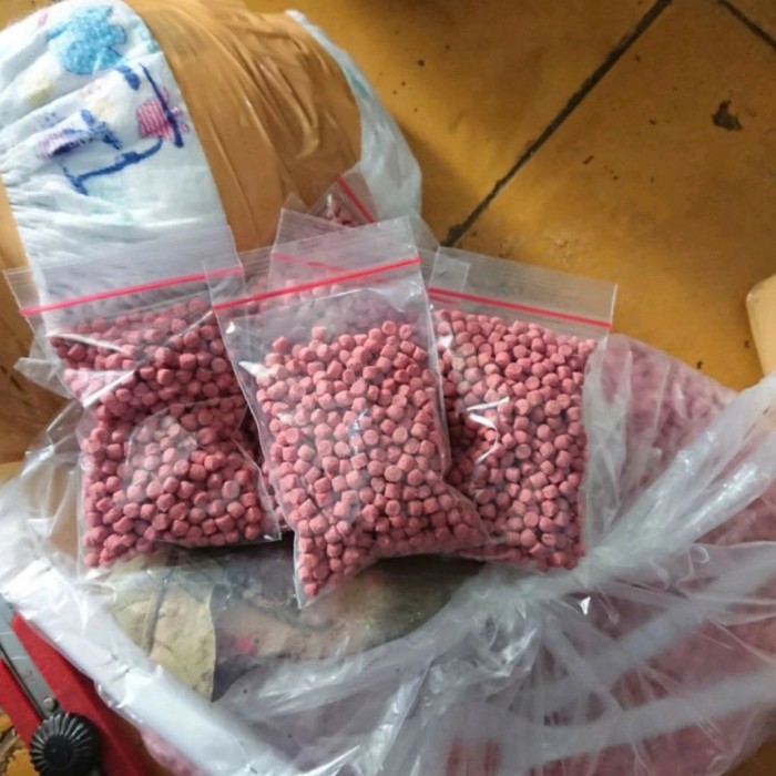 SALE -kura kura ambon batok sepasang indukan [ FREE PELET]