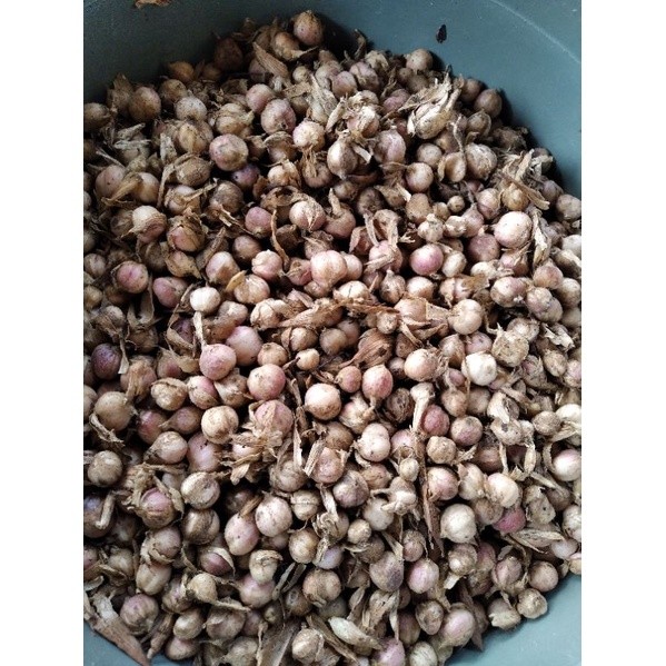 Kapolaga Basah 1 kg Kapulaga Basah