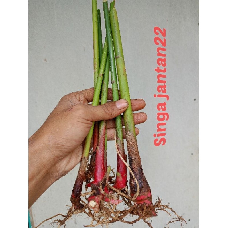 

Bibit kapulaga merah dan kapulaga hijau