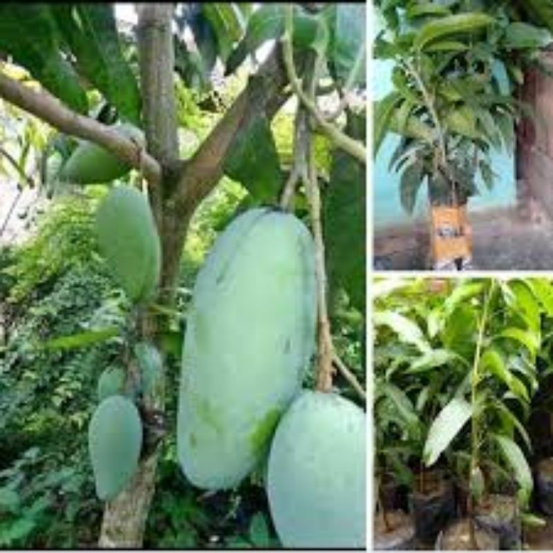 

PROMO AMBYAR mangga kiojay TERMURAH