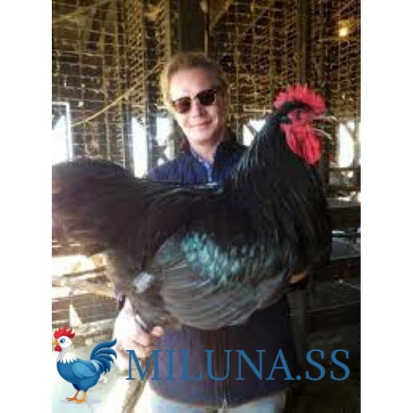 FERTIL TELUR TETAS AYAM LARMOD SUPER JUMBO RAKSASA UNTUK DI TETASKAN