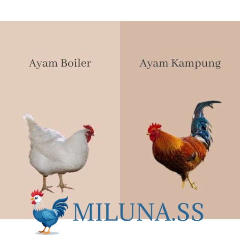 

FERTIL TELUR AYAM TETAS JABRO SUPER UNTUK DI TETASKAN