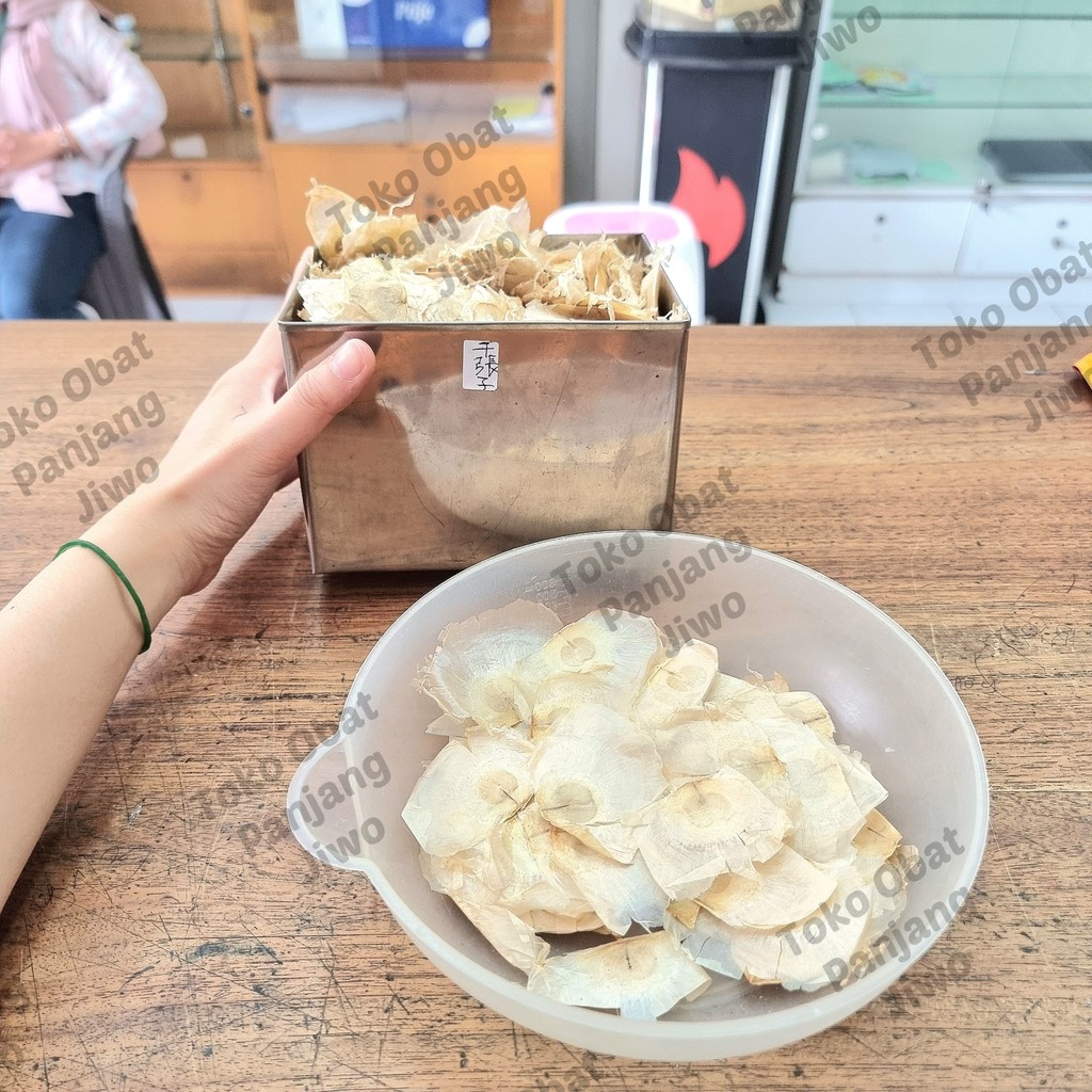 

QIAN ZHANG ZI DAUN KERTAS SERIBU - Membantu meringankan panas dalam, batuk, serak, suara hilang