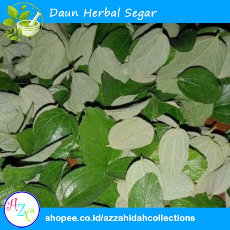 

Daun Bidara Arab Segar Fresh (1 Lembar) Daun Herbal azc-DHS