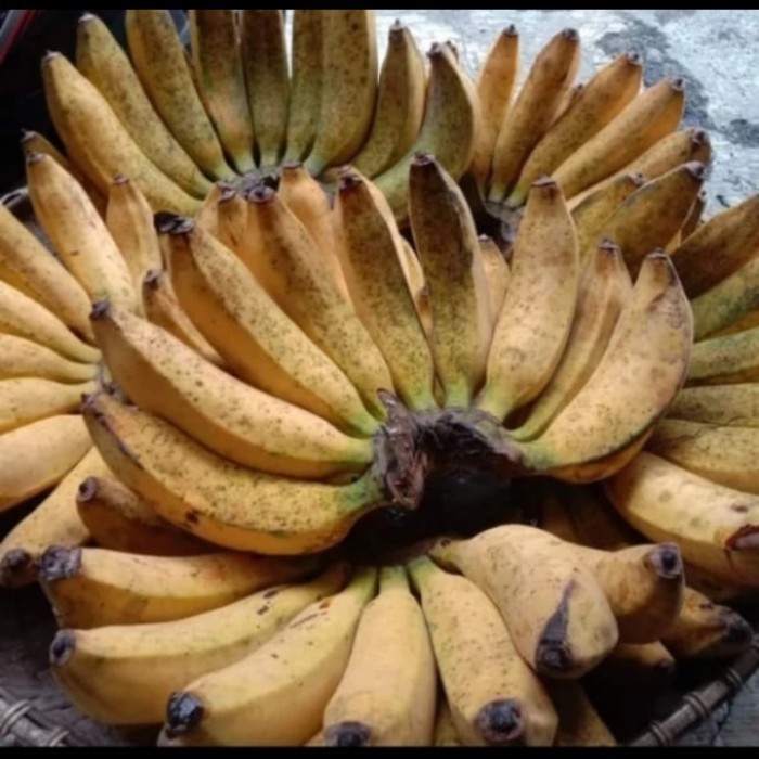 bibit pisang raja bulu unggul benih