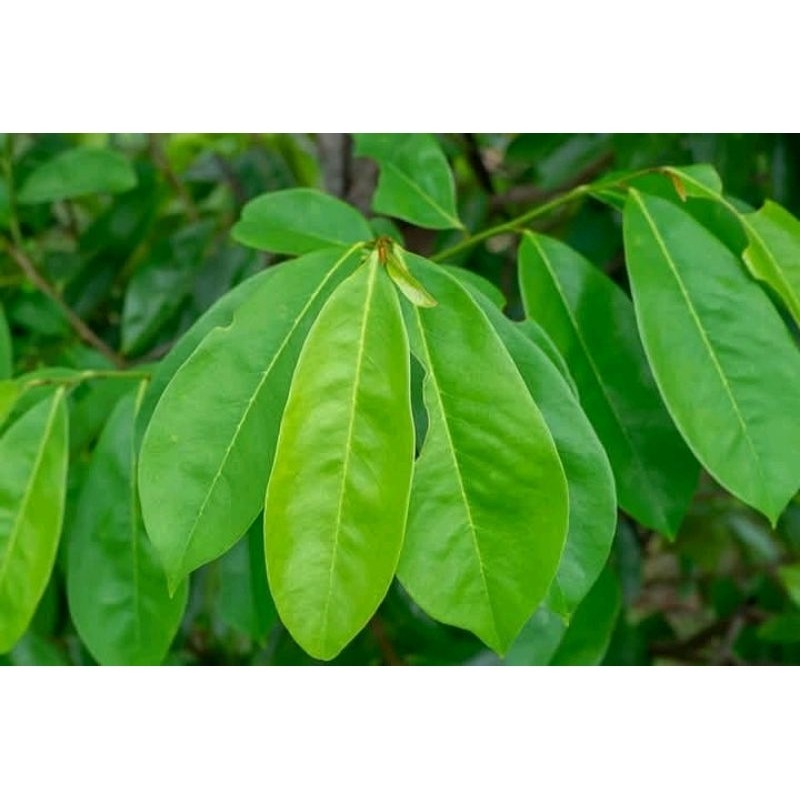 

daun sirsak segar fress 250 gr