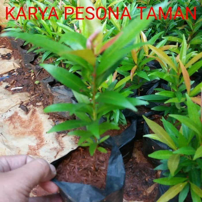 pucuk merah / bibit pohon pucuk merah