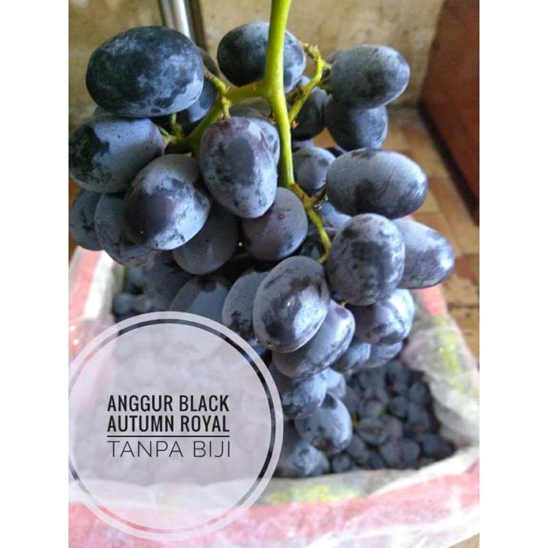 

Buah anggur hitam autumn royal sedles no biji 500gr ud buah tiga saudara